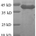 SDS-PAGE separation of QP5879 followed by commassie total protein stain results in a primary band consistent with reported data for CSNK1A1 / CKI-alpha / CK1. These data demonstrate Greater than 90% as determined by SDS-PAGE.