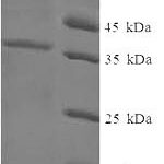 SDS-PAGE separation of QP5882 followed by commassie total protein stain results in a primary band consistent with reported data for Cysteine and glycine-rich protein 3. These data demonstrate Greater than 90% as determined by SDS-PAGE.