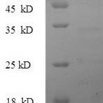 SDS-PAGE separation of QP5885 followed by commassie total protein stain results in a primary band consistent with reported data for CTGF. These data demonstrate Greater than 80% as determined by SDS-PAGE.