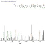 SEQUEST analysis of LC MS/MS spectra obtained from a run with QP5886 identified a match between this protein and the spectra of a peptide sequence that matches a region of Cathepsin D / CTSD.