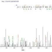 SEQUEST analysis of LC MS/MS spectra obtained from a run with QP5886 identified a match between this protein and the spectra of a peptide sequence that matches a region of Cathepsin D / CTSD.