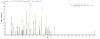 Additional SEQUEST analysis of the LC MS/MS spectra from QP5886 identified an additional between this protein and the spectra of another peptide sequence that matches a region of Cathepsin D / CTSD confirming successful recombinant synthesis.