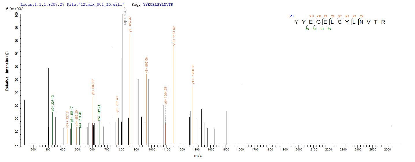 Additional SEQUEST analysis of the LC MS/MS spectra from QP5886 identified an additional between this protein and the spectra of another peptide sequence that matches a region of Cathepsin D / CTSD confirming successful recombinant synthesis.