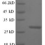 SDS-PAGE separation of QP5890 followed by commassie total protein stain results in a primary band consistent with reported data for Cathepsin K. These data demonstrate Greater than 90% as determined by SDS-PAGE.