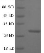 SDS-PAGE separation of QP5890 followed by commassie total protein stain results in a primary band consistent with reported data for Cathepsin K. These data demonstrate Greater than 90% as determined by SDS-PAGE.
