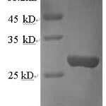 SDS-PAGE separation of QP5892 followed by commassie total protein stain results in a primary band consistent with reported data for Cathepsin K. These data demonstrate Greater than 90% as determined by SDS-PAGE.