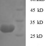 SDS-PAGE separation of QP5893 followed by commassie total protein stain results in a primary band consistent with reported data for Cathepsin K. These data demonstrate Greater than 90% as determined by SDS-PAGE.