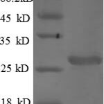 SDS-PAGE separation of QP5895 followed by commassie total protein stain results in a primary band consistent with reported data for Cathepsin S / CTSS. These data demonstrate Greater than 90% as determined by SDS-PAGE.