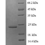 SDS-PAGE separation of QP5896 followed by commassie total protein stain results in a primary band consistent with reported data for Fractalkine / CX3CL1. These data demonstrate Greater than 90% as determined by SDS-PAGE.