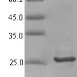 SDS-PAGE separation of QP5897 followed by commassie total protein stain results in a primary band consistent with reported data for CXCL9 / MIG / C-X-C motif chemokine 9. These data demonstrate Greater than 90% as determined by SDS-PAGE.