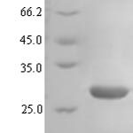 SDS-PAGE separation of QP5898 followed by commassie total protein stain results in a primary band consistent with reported data for Atypical chemokine receptor 3. These data demonstrate Greater than 90% as determined by SDS-PAGE.