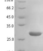 SDS-PAGE separation of QP5898 followed by commassie total protein stain results in a primary band consistent with reported data for Atypical chemokine receptor 3. These data demonstrate Greater than 90% as determined by SDS-PAGE.