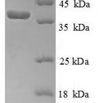 SDS-PAGE separation of QP5900 followed by commassie total protein stain results in a primary band consistent with reported data for Cytochrome C. These data demonstrate Greater than 90% as determined by SDS-PAGE.