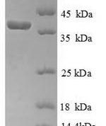 SDS-PAGE separation of QP5900 followed by commassie total protein stain results in a primary band consistent with reported data for Cytochrome C. These data demonstrate Greater than 90% as determined by SDS-PAGE.