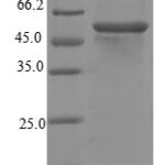 SDS-PAGE separation of QP5905 followed by commassie total protein stain results in a primary band consistent with reported data for Steroid 17-alpha-hydroxylase / 17