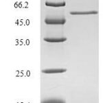 SDS-PAGE separation of QP5909 followed by commassie total protein stain results in a primary band consistent with reported data for Protein CYR61. These data demonstrate Greater than 90% as determined by SDS-PAGE.