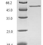 SDS-PAGE separation of QP5909 followed by commassie total protein stain results in a primary band consistent with reported data for Protein CYR61. These data demonstrate Greater than 90% as determined by SDS-PAGE.
