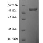 SDS-PAGE separation of QP5910 followed by commassie total protein stain results in a primary band consistent with reported data for D-amino-acid oxidase. These data demonstrate Greater than 90% as determined by SDS-PAGE.