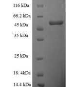 SDS-PAGE separation of QP5910 followed by commassie total protein stain results in a primary band consistent with reported data for D-amino-acid oxidase. These data demonstrate Greater than 90% as determined by SDS-PAGE.