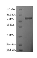 SDS-PAGE separation of QP5910 followed by commassie total protein stain results in a primary band consistent with reported data for D-amino-acid oxidase. These data demonstrate Greater than 90% as determined by SDS-PAGE.