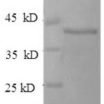 SDS-PAGE separation of QP5911 followed by commassie total protein stain results in a primary band consistent with reported data for D-amino acid oxidase activator. These data demonstrate Greater than 90% as determined by SDS-PAGE.