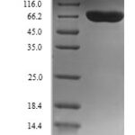 SDS-PAGE separation of QP5912 followed by commassie total protein stain results in a primary band consistent with reported data for DBH / Dopamine beta-Hydroxylase. These data demonstrate Greater than 90% as determined by SDS-PAGE.