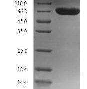 SDS-PAGE separation of QP5912 followed by commassie total protein stain results in a primary band consistent with reported data for DBH / Dopamine beta-Hydroxylase. These data demonstrate Greater than 90% as determined by SDS-PAGE.