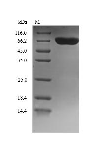 SDS-PAGE separation of QP5912 followed by commassie total protein stain results in a primary band consistent with reported data for DBH / Dopamine beta-Hydroxylase. These data demonstrate Greater than 90% as determined by SDS-PAGE.
