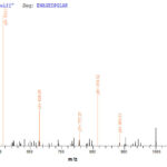 SEQUEST analysis of LC MS/MS spectra obtained from a run with QP5914 identified a match between this protein and the spectra of a peptide sequence that matches a region of Dermcidin / DCD.