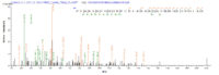 Additional SEQUEST analysis of the LC MS/MS spectra from QP5914 identified an additional between this protein and the spectra of another peptide sequence that matches a region of Dermcidin / DCD confirming successful recombinant synthesis.