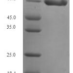 SDS-PAGE separation of QP5920 followed by commassie total protein stain results in a primary band consistent with reported data for DCX. These data demonstrate Greater than 90% as determined by SDS-PAGE.