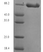 SDS-PAGE separation of QP5920 followed by commassie total protein stain results in a primary band consistent with reported data for DCX. These data demonstrate Greater than 90% as determined by SDS-PAGE.