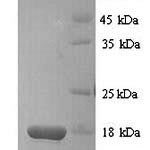 SDS-PAGE separation of QP5921 followed by commassie total protein stain results in a primary band consistent with reported data for D-dopachrome decarboxylase. These data demonstrate Greater than 90% as determined by SDS-PAGE.