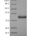 SDS-PAGE separation of QP5925 followed by commassie total protein stain results in a primary band consistent with reported data for Alpha-defensin 5. These data demonstrate Greater than 90% as determined by SDS-PAGE.