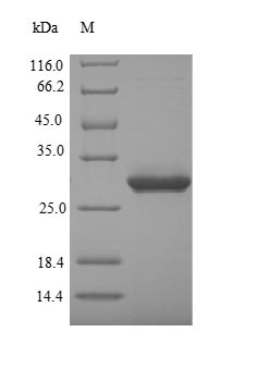 SDS-PAGE separation of QP5925 followed by commassie total protein stain results in a primary band consistent with reported data for Alpha-defensin 5. These data demonstrate Greater than 90% as determined by SDS-PAGE.