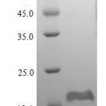 SDS-PAGE separation of QP5926 followed by commassie total protein stain results in a primary band consistent with reported data for DEFB1 / Beta-defensin 1. These data demonstrate Greater than 90% as determined by SDS-PAGE.