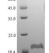 SDS-PAGE separation of QP5926 followed by commassie total protein stain results in a primary band consistent with reported data for DEFB1 / Beta-defensin 1. These data demonstrate Greater than 90% as determined by SDS-PAGE.