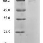 SDS-PAGE separation of QP5930 followed by commassie total protein stain results in a primary band consistent with reported data for Diacylglycerol kinase alpha. These data demonstrate Greater than 80% as determined by SDS-PAGE.