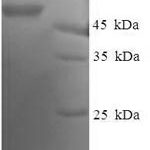 SDS-PAGE separation of QP5938 followed by commassie total protein stain results in a primary band consistent with reported data for DnaJ homolog subfamily B member 2. These data demonstrate Greater than 90% as determined by SDS-PAGE.