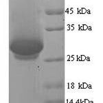 SDS-PAGE separation of QP5939 followed by commassie total protein stain results in a primary band consistent with reported data for Dynamin-1. These data demonstrate Greater than 90% as determined by SDS-PAGE.