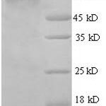 SDS-PAGE separation of QP5940 followed by commassie total protein stain results in a primary band consistent with reported data for Aspartyl aminopeptidase. These data demonstrate Greater than 90% as determined by SDS-PAGE.