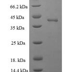 SDS-PAGE separation of QP5943 followed by commassie total protein stain results in a primary band consistent with reported data for Docking protein 5. These data demonstrate Greater than 90% as determined by SDS-PAGE.