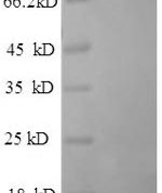 SDS-PAGE separation of QP5945 followed by commassie total protein stain results in a primary band consistent with reported data for Dipeptidyl aminopeptidase-like protein 6. These data demonstrate Greater than 90% as determined by SDS-PAGE.