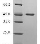 SDS-PAGE separation of QP5946 followed by commassie total protein stain results in a primary band consistent with reported data for Protein Dr1. These data demonstrate Greater than 80% as determined by SDS-PAGE.