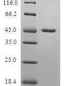 SDS-PAGE separation of QP5946 followed by commassie total protein stain results in a primary band consistent with reported data for Protein Dr1. These data demonstrate Greater than 80% as determined by SDS-PAGE.