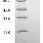 SDS-PAGE separation of QP5949 followed by commassie total protein stain results in a primary band consistent with reported data for Desmoglein-3. These data demonstrate Greater than 90% as determined by SDS-PAGE.