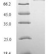 SDS-PAGE separation of QP5949 followed by commassie total protein stain results in a primary band consistent with reported data for Desmoglein-3. These data demonstrate Greater than 90% as determined by SDS-PAGE.