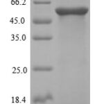 SDS-PAGE separation of QP5950 followed by commassie total protein stain results in a primary band consistent with reported data for Desmoglein-3. These data demonstrate Greater than 90% as determined by SDS-PAGE.