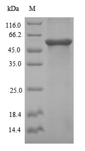 SDS-PAGE separation of QP5950 followed by commassie total protein stain results in a primary band consistent with reported data for Desmoglein-3. These data demonstrate Greater than 90% as determined by SDS-PAGE.
