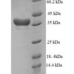 SDS-PAGE separation of QP5953 followed by commassie total protein stain results in a primary band consistent with reported data for DTW domain-containing protein 1. These data demonstrate Greater than 90% as determined by SDS-PAGE.